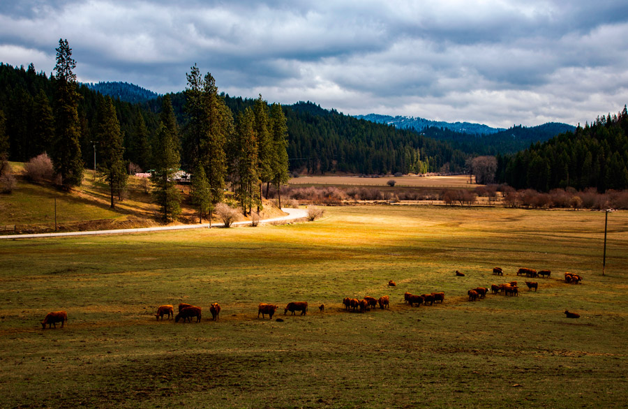 10 Reasons To Buy Land in Idaho