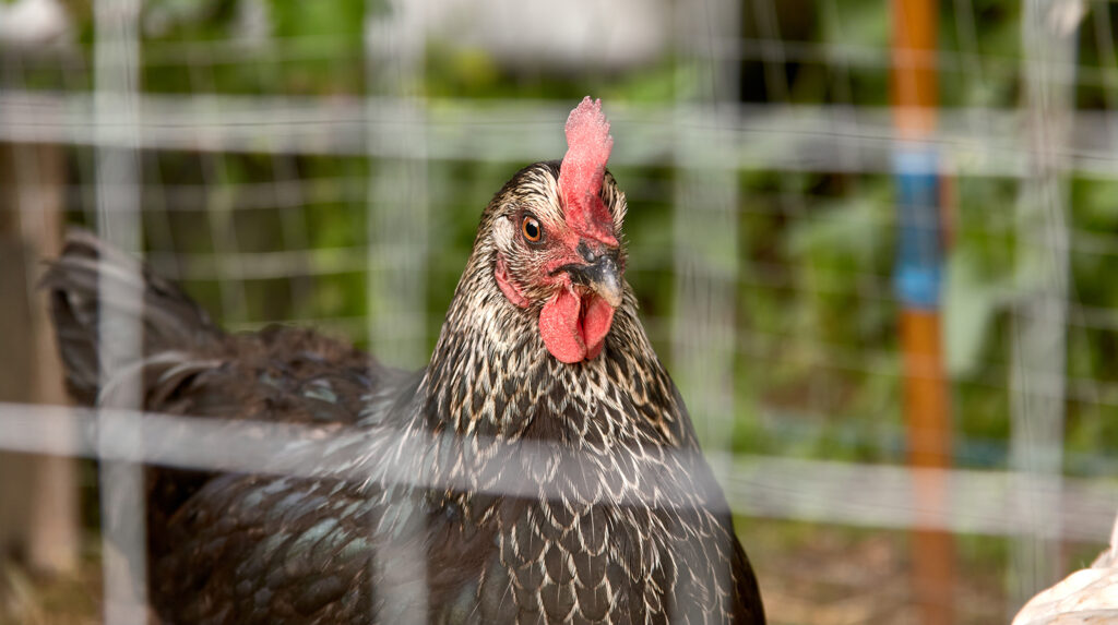 Licenses, Fees, and Taxes For Chicken Owners and Homesteaders