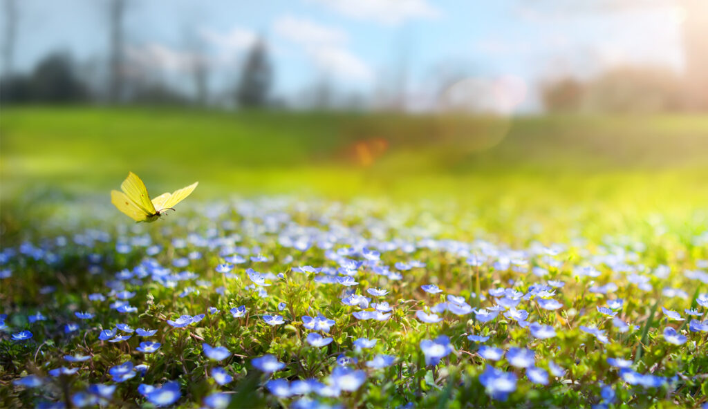 Five Things Homesteaders Should Do In The Spring