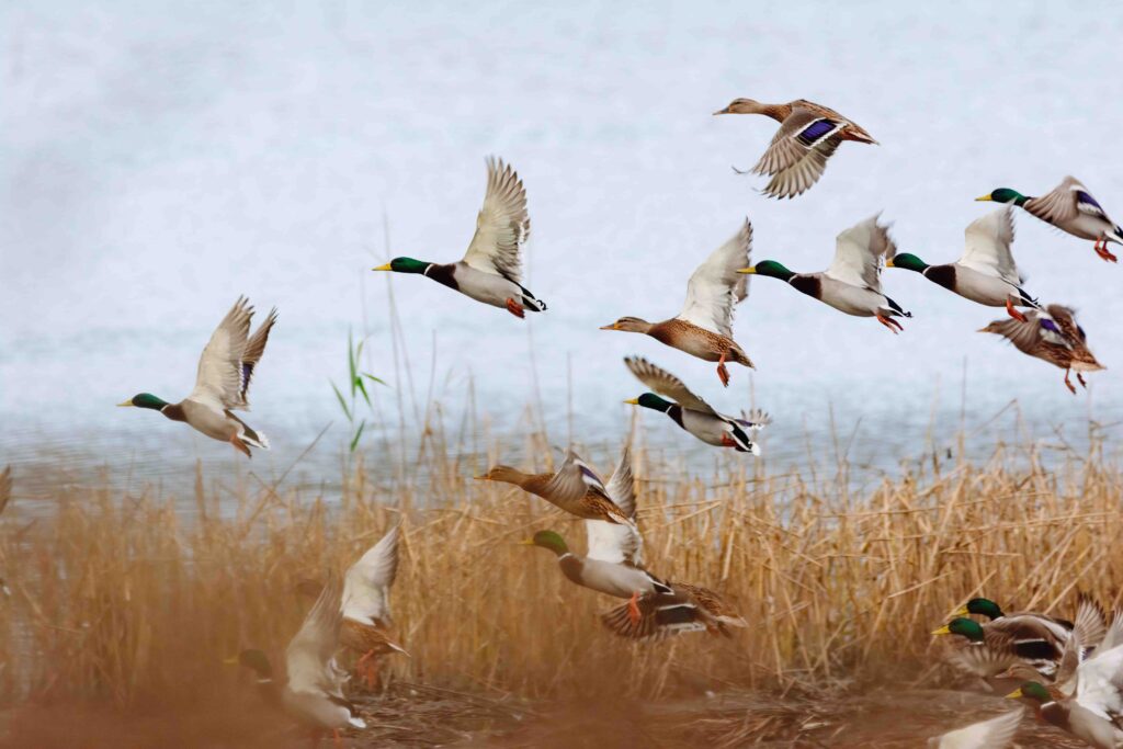 Mallard ducks flying over lake