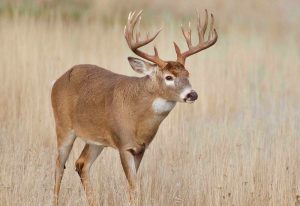 Hunting Land For Sale