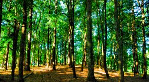 Alabama Land Loan Deal